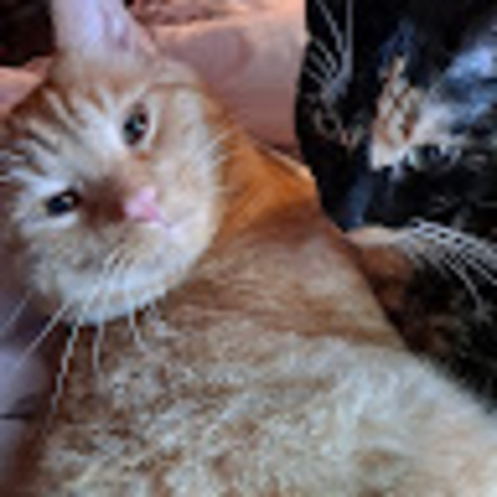 Meet your Posher, Lyndsey